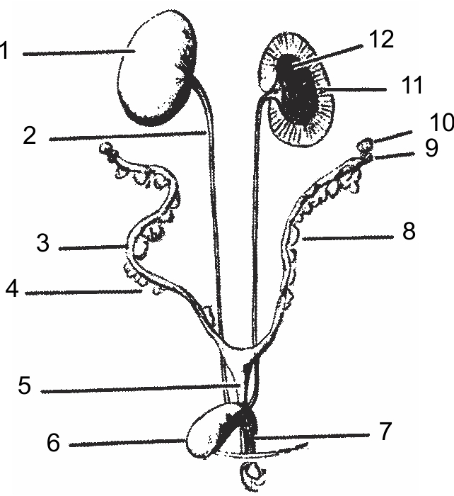 Rat Female