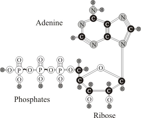 atp