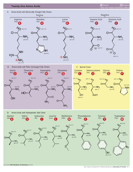 Amino Acids