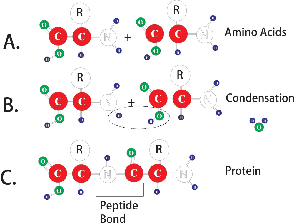 peptide bond