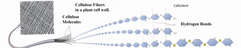 Cellulose Fibers