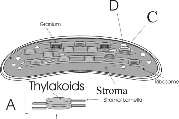 Chloroplast