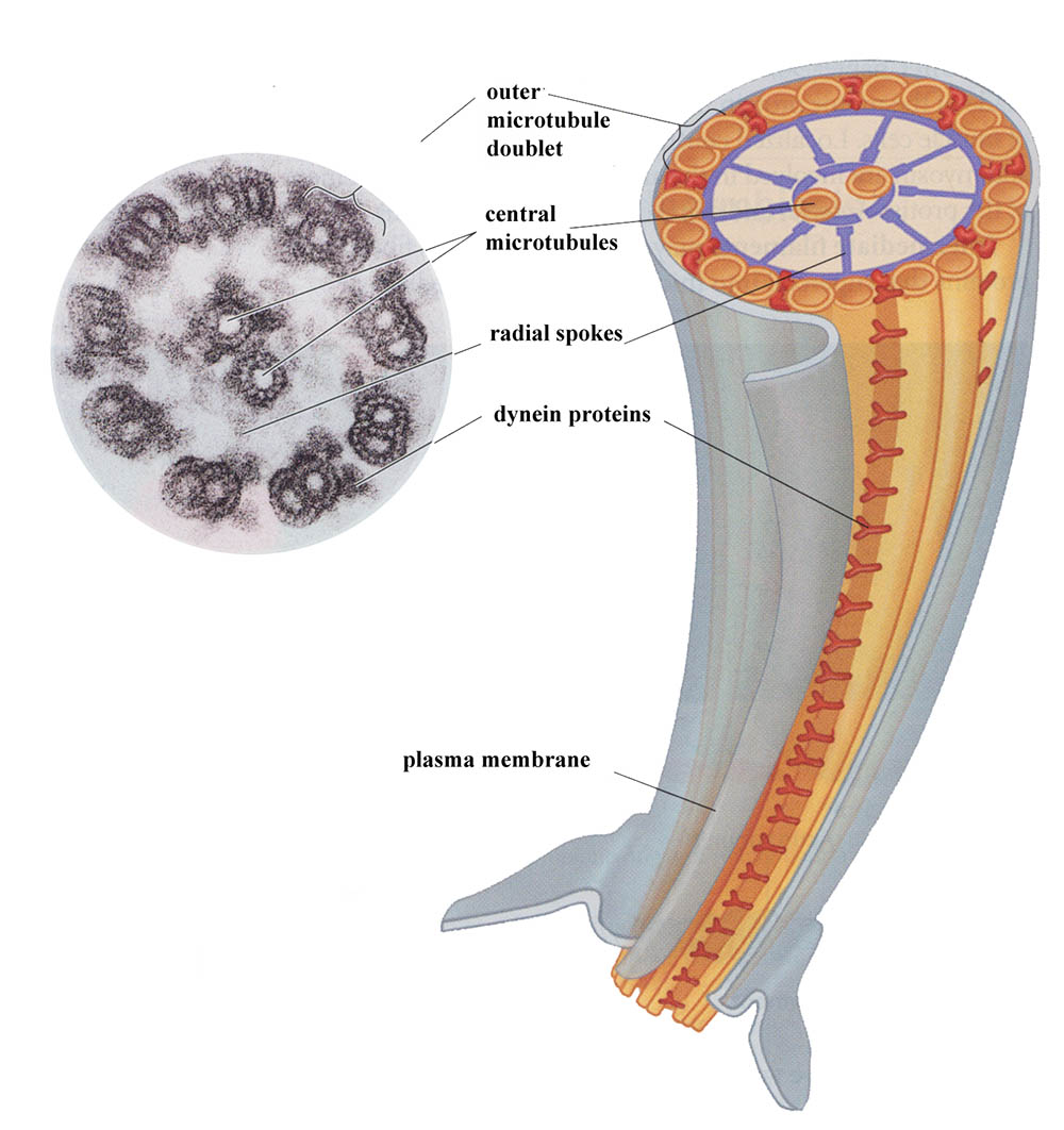 flagellium