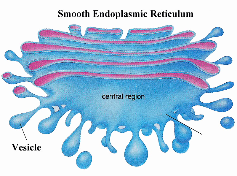 Golgi