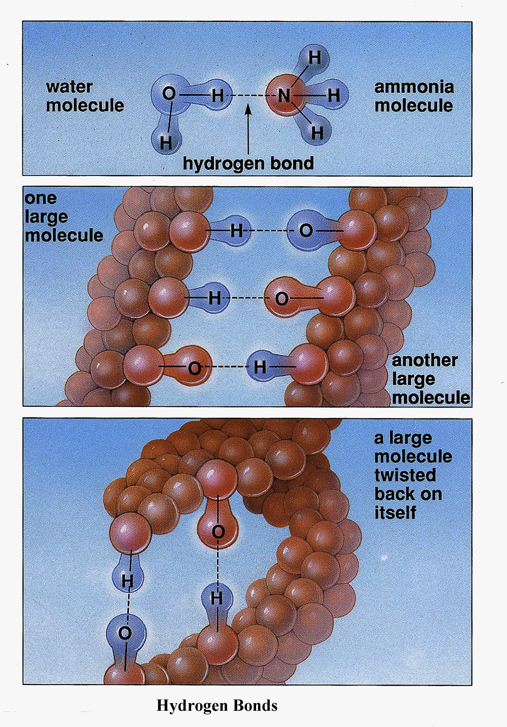 Hydrogen Bonds