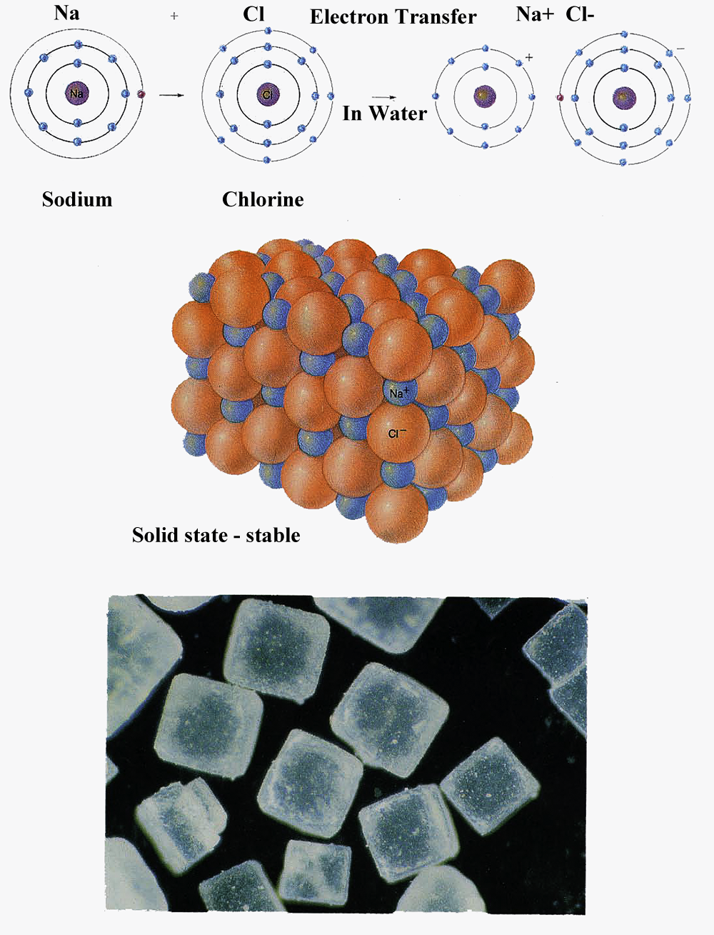 Biology 107 Home Page