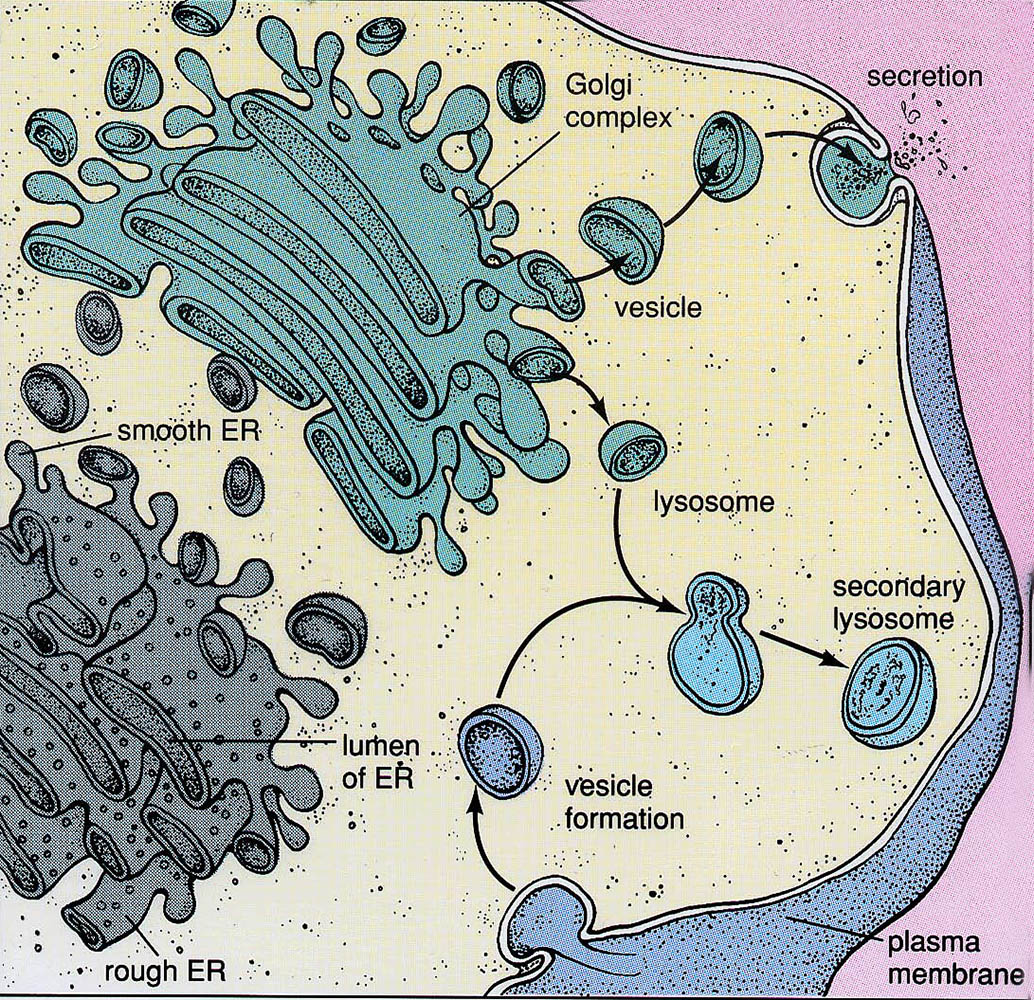 Lysosome