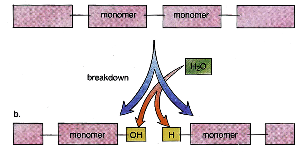 hydrolysis