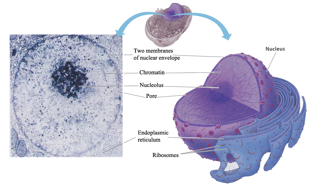 Nucleus