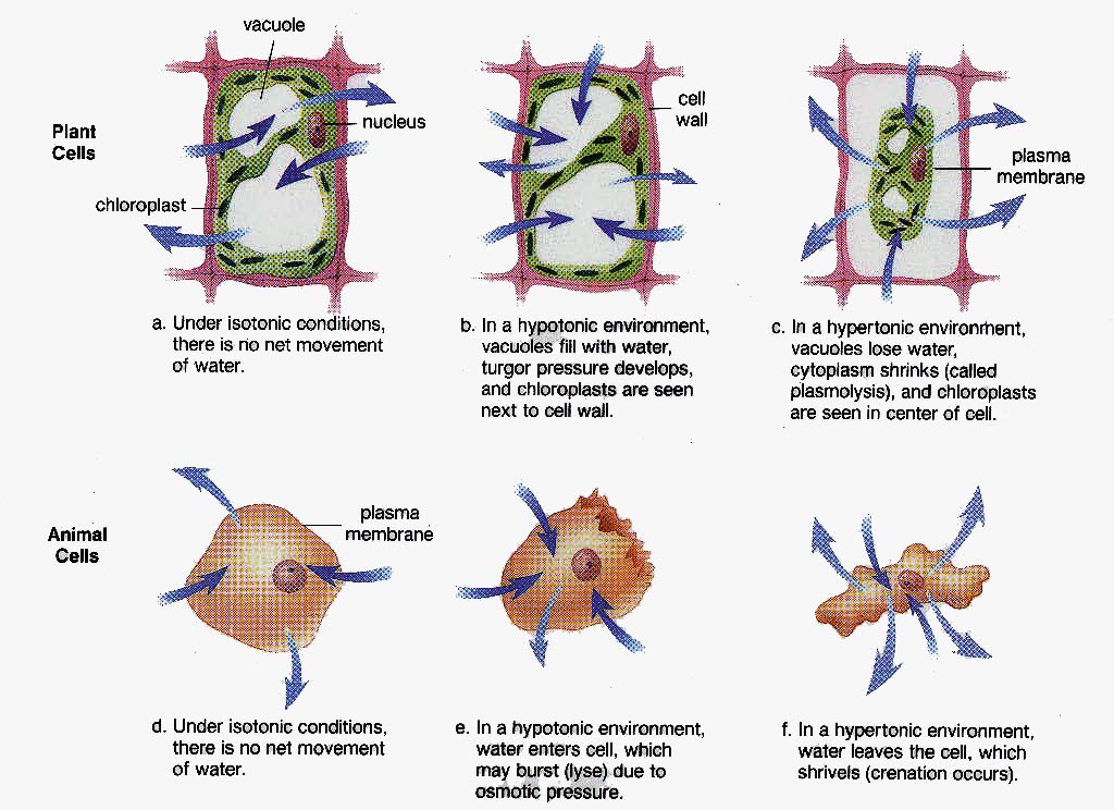 biology-107-home-page