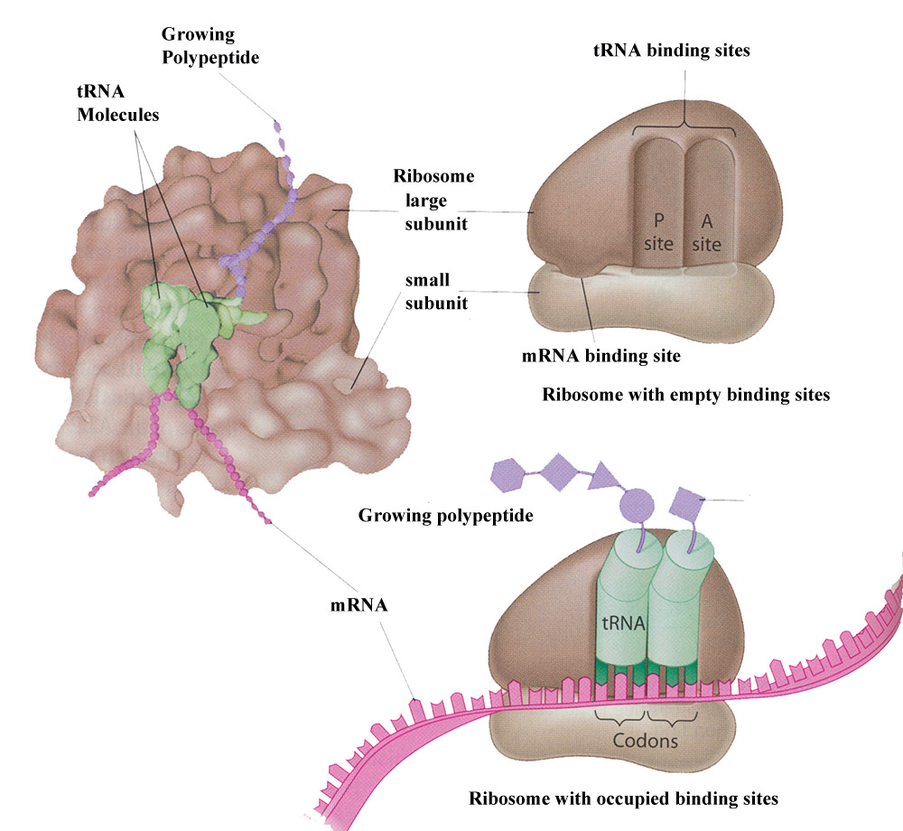 ribosome