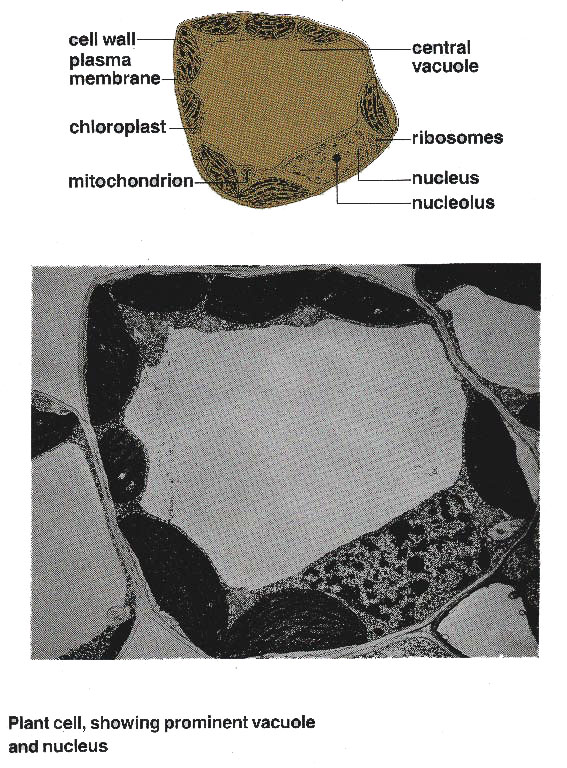 Vacuole