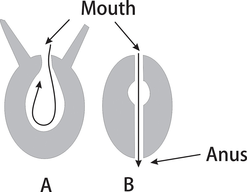 Gastrovascular