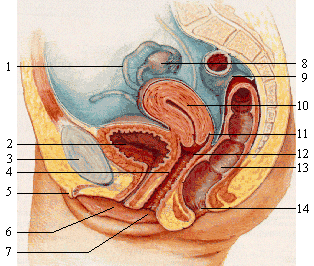 Uterine Development