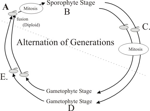 life cycle