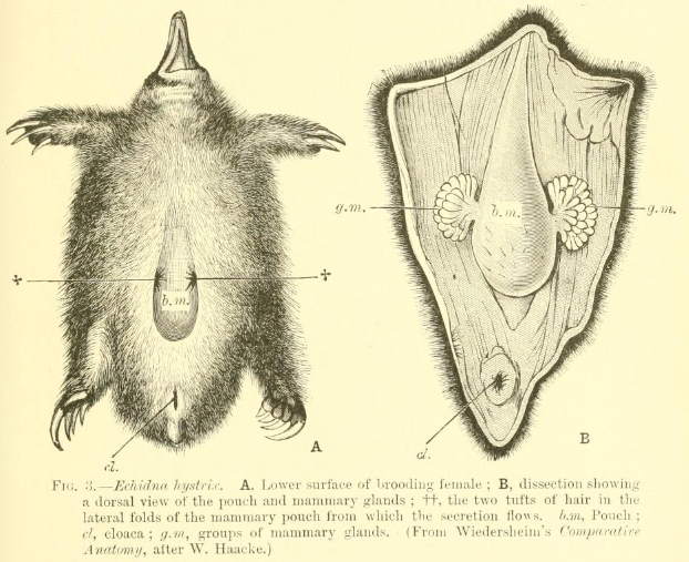 Echidna