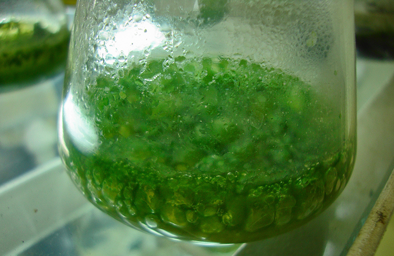 Blue-green Algae