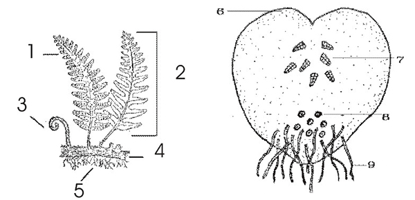 Fern Life Cycle