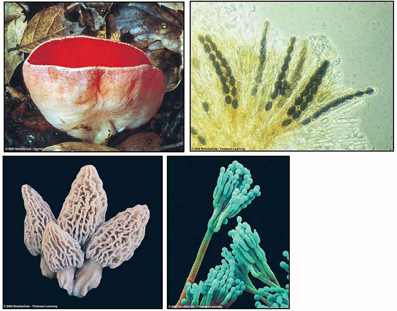 Fruiting Structures