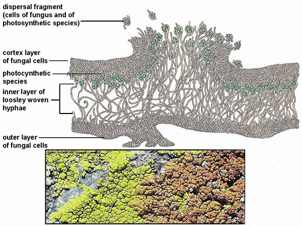 Lichens