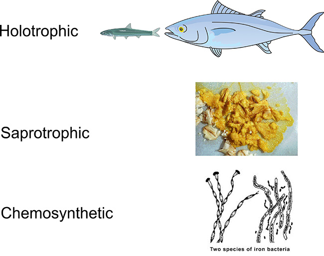 Nutritional types