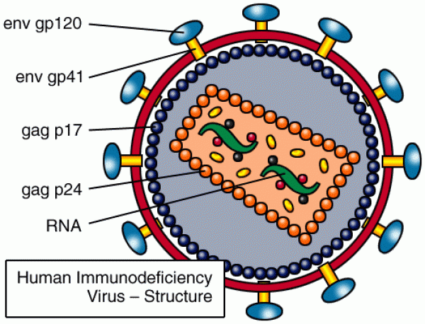 HIV virus