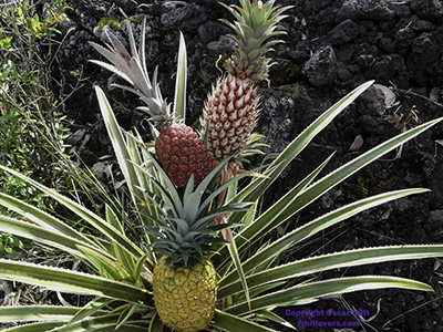 Pineapple plant