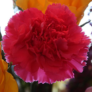 Carnation