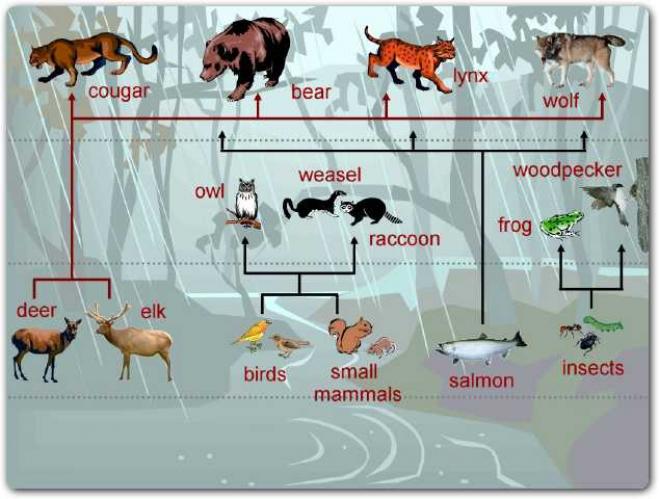 food web