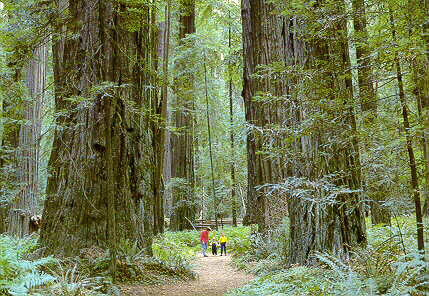 Coniferous Forest