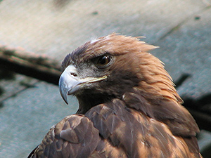 eagle