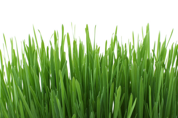 grass leaves