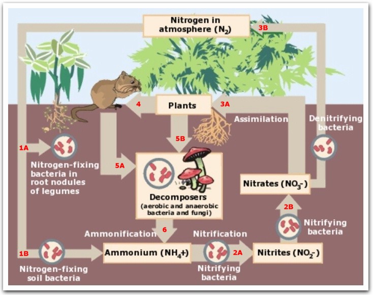 nitrogen cycle