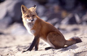 fox