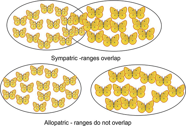 allopatric-sympatric