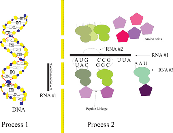 protein synthesis