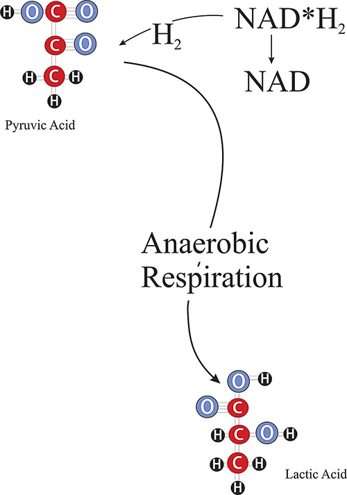 anaerobic respiration