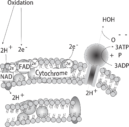 oxidative phosphorylation