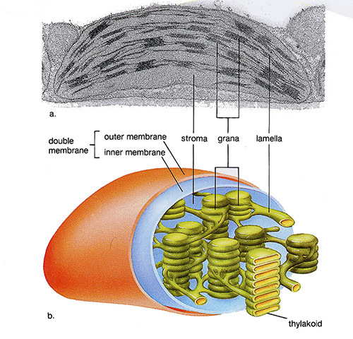 Chloroplast