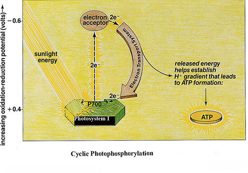 Cyclic Photophosphorylation