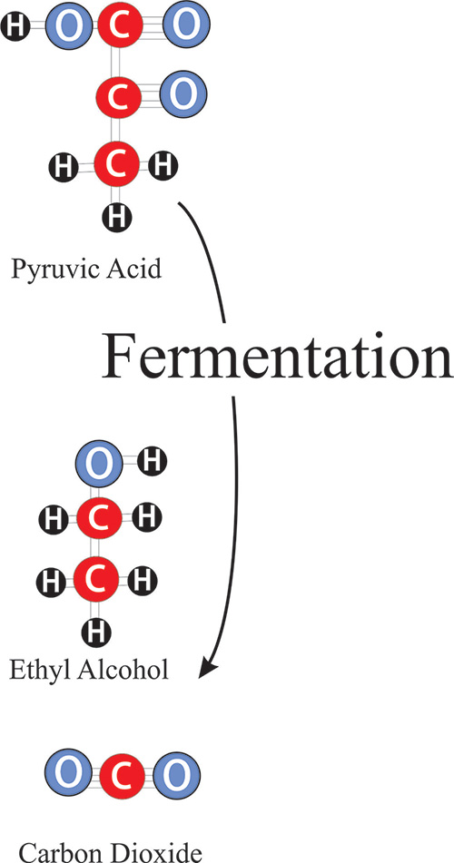 Fermentation