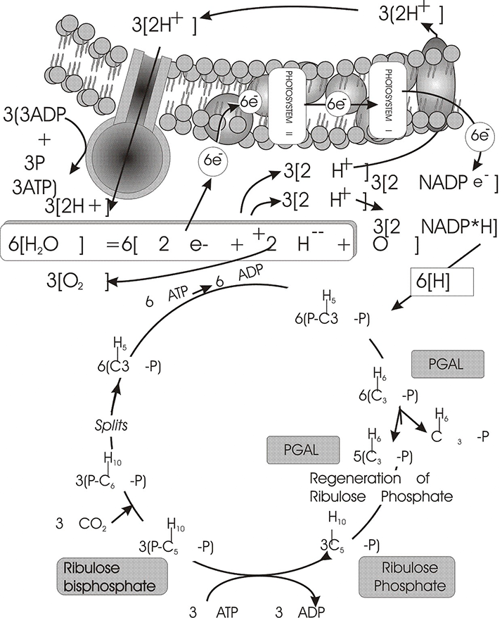 photosynthesis