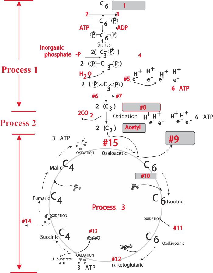 Biology 107 Home Page