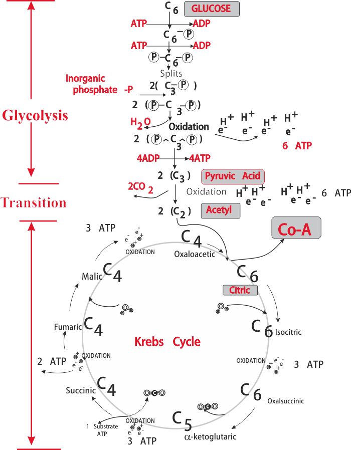 respiration